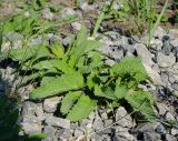 Salvia verticillata