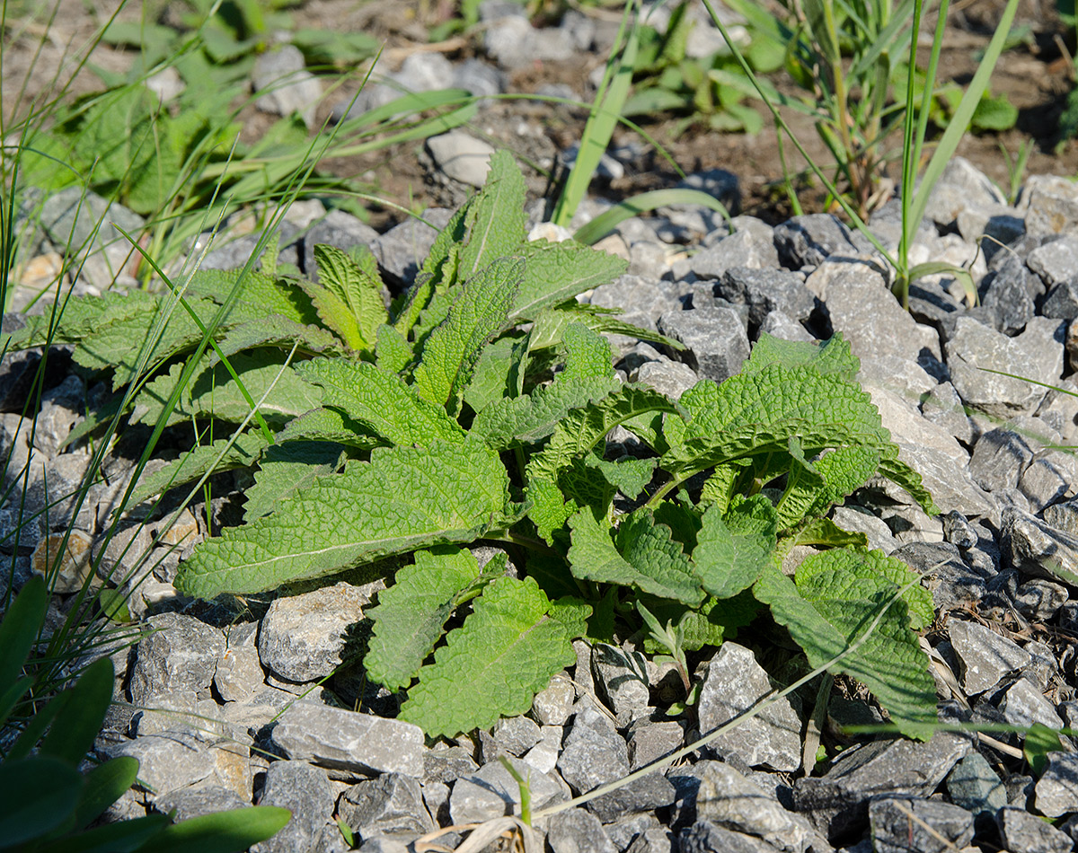 Image of Salvia verticillata specimen.