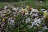 Scutellaria polyodon