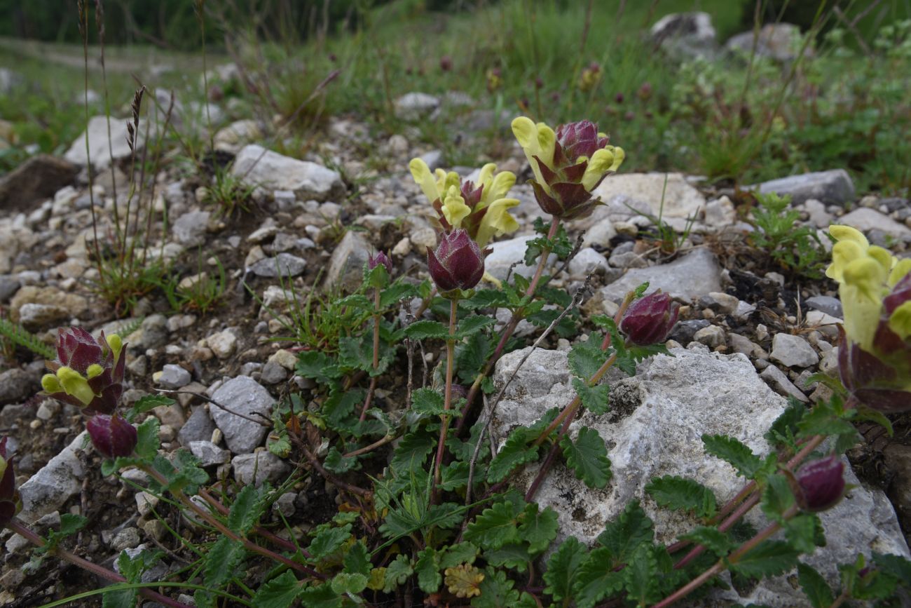 Изображение особи Scutellaria polyodon.