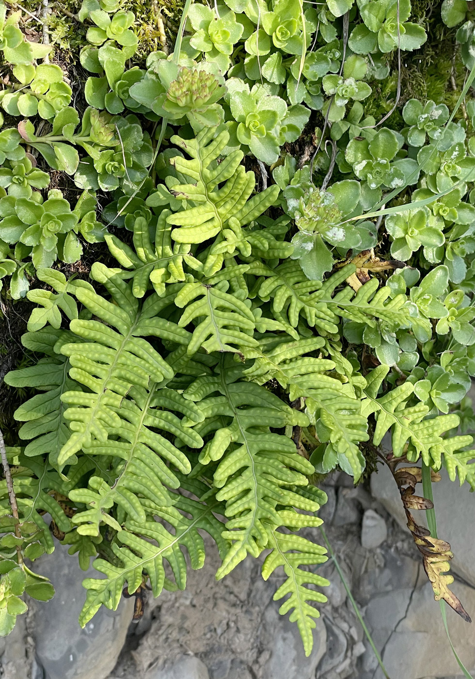 Image of Polypodium vulgare specimen.