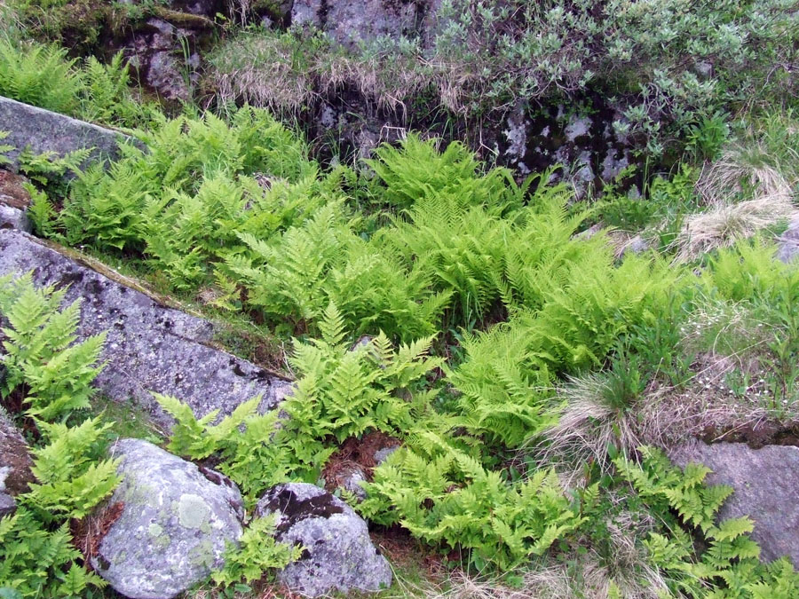 Изображение особи Dryopteris assimilis.