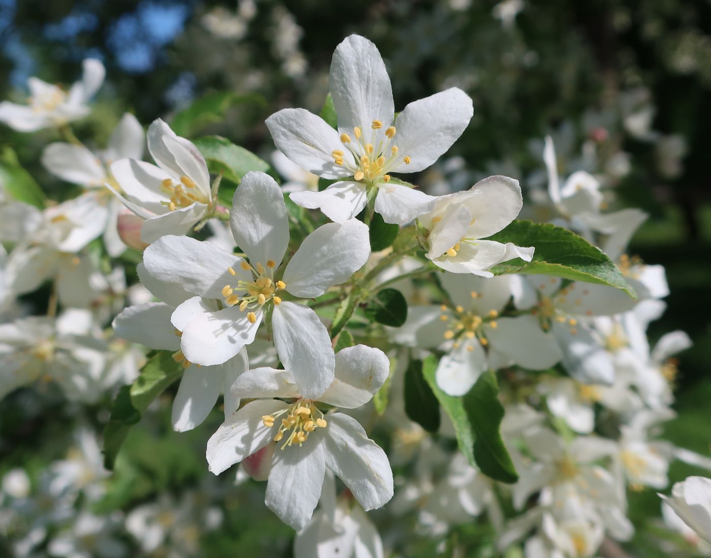 Изображение особи род Malus.