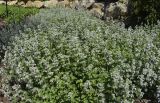 Nepeta racemosa