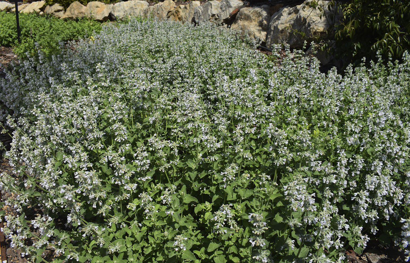 Image of Nepeta racemosa specimen.