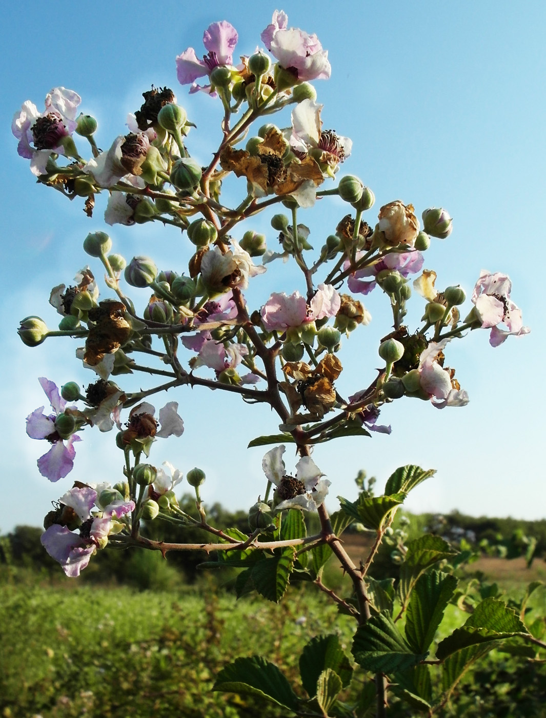 Image of Rubus sanctus specimen.