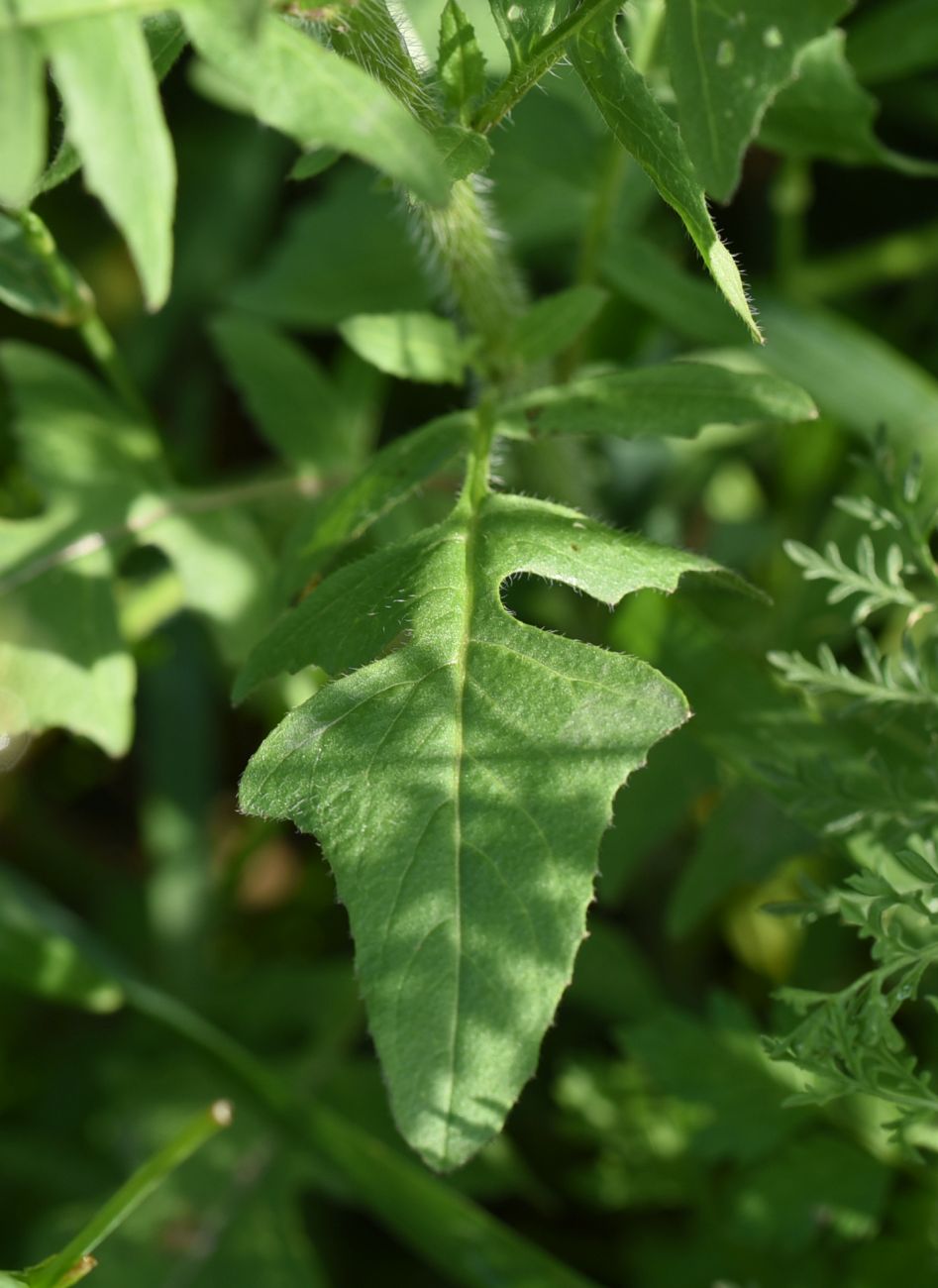 Image of Sisymbrium loeselii specimen.