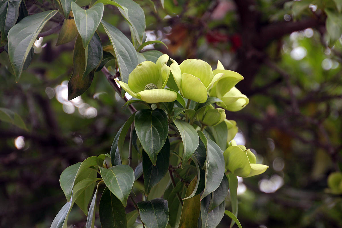 Изображение особи Cynoxylon capitatum.