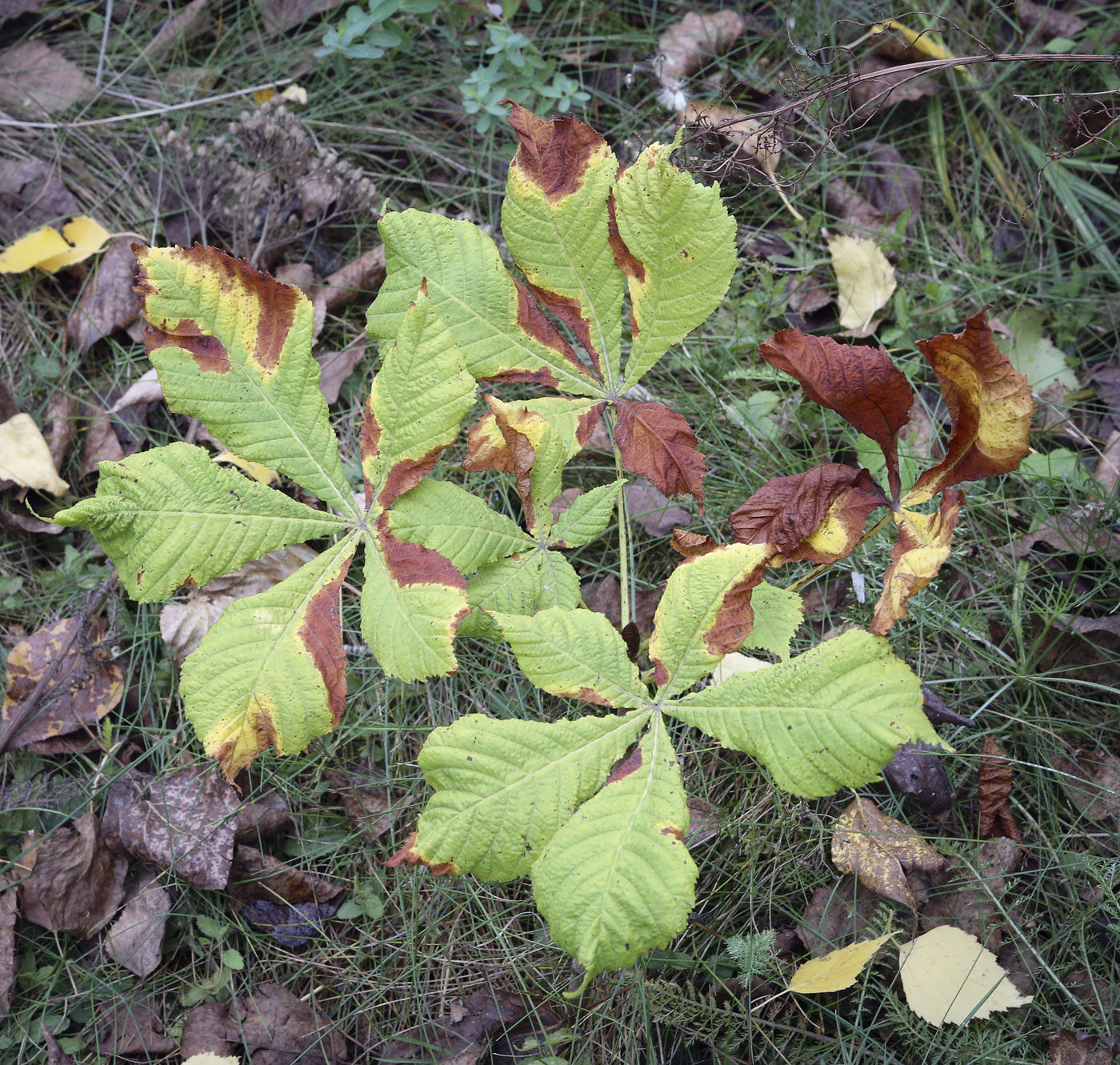 Image of Aesculus hippocastanum specimen.