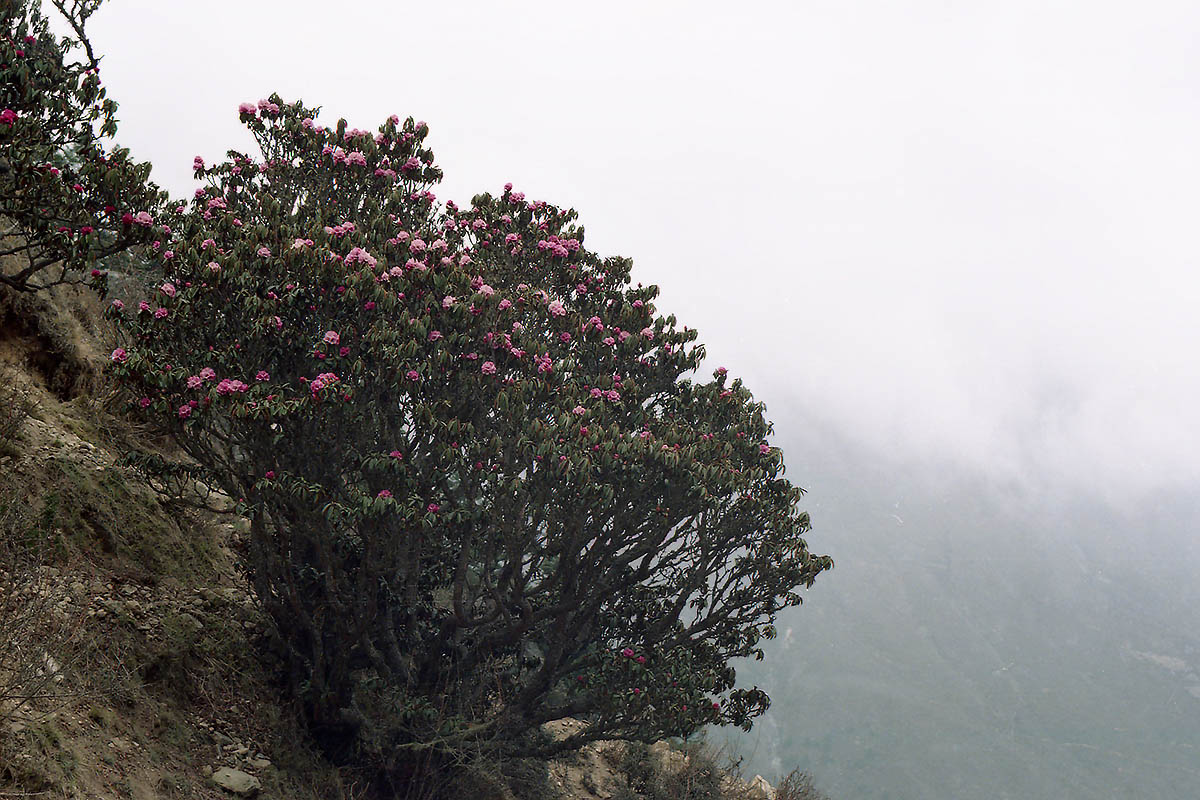 Изображение особи род Rhododendron.