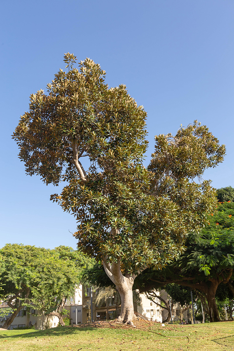 Изображение особи Ficus rubiginosa.