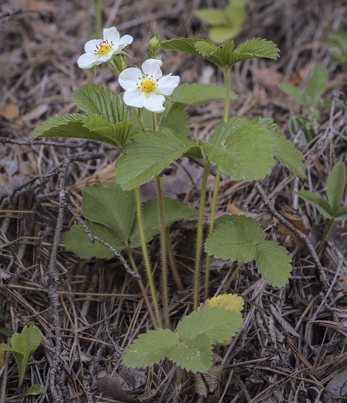 Изображение особи Fragaria viridis.