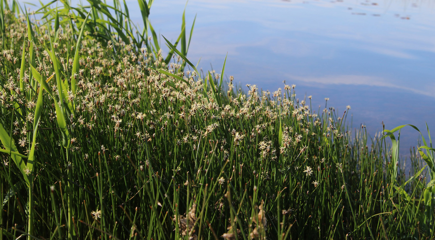 Image of genus Eleocharis specimen.