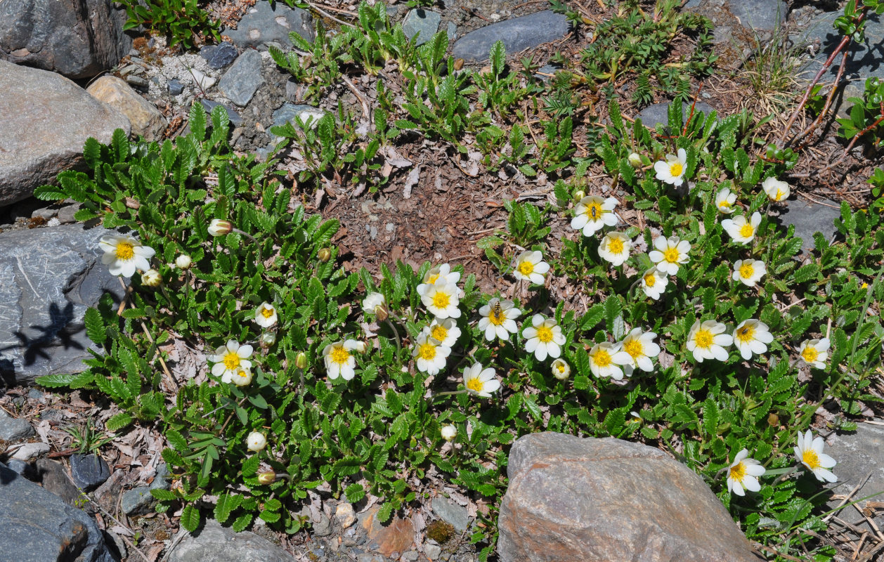 Изображение особи Dryas oxyodonta.