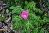 Rosa rugosa