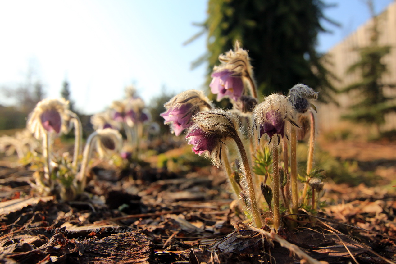 Image of Pulsatilla ajanensis specimen.