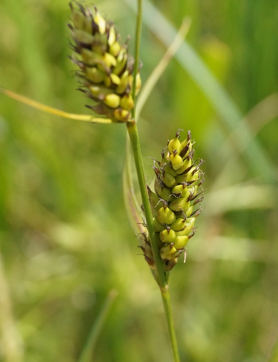 Изображение особи Carex distans.