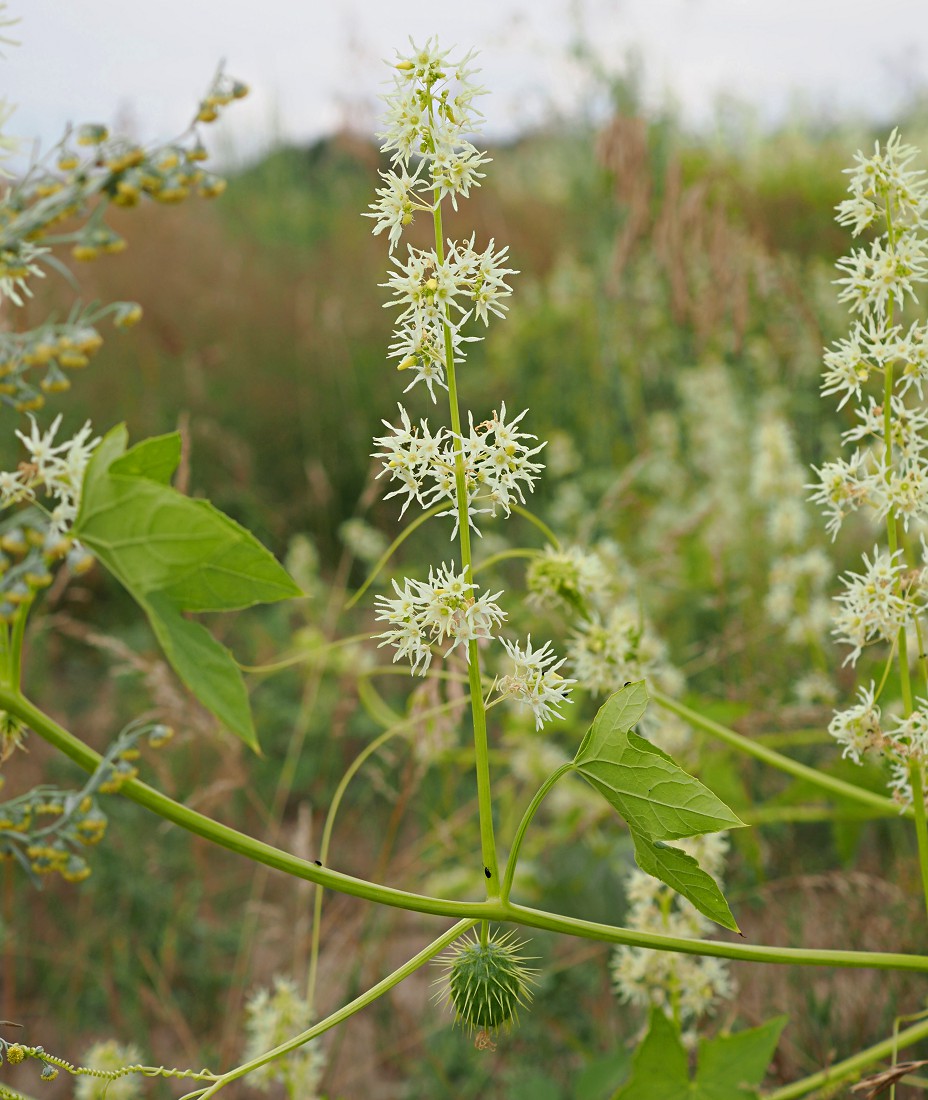 Изображение особи Echinocystis lobata.