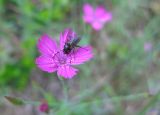 Dianthus deltoides