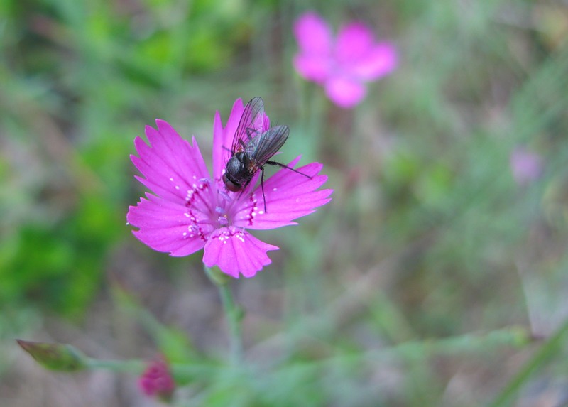 Image of Dianthus deltoides specimen.