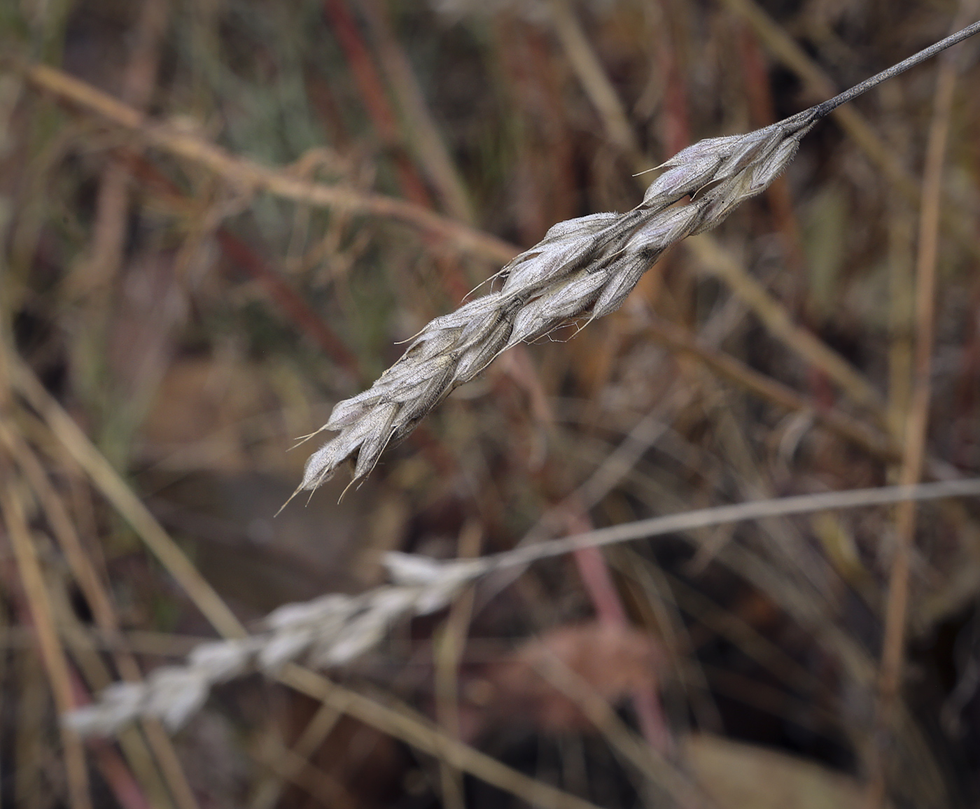 Image of Bromus hordeaceus specimen.