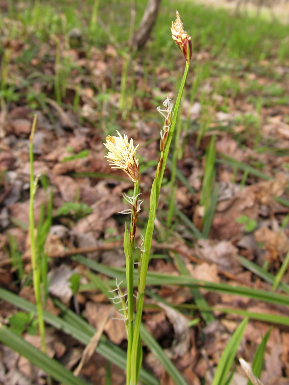 Image of Carex pilosa specimen.