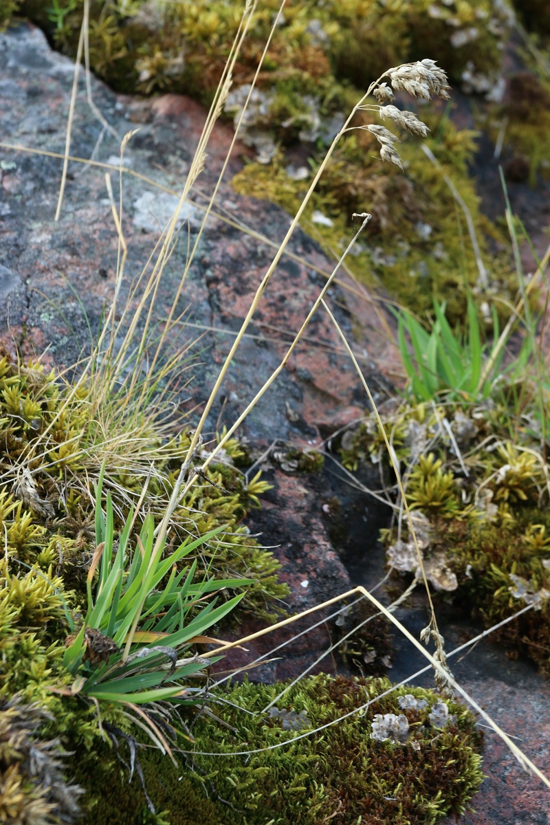 Image of Hierochloe odorata specimen.