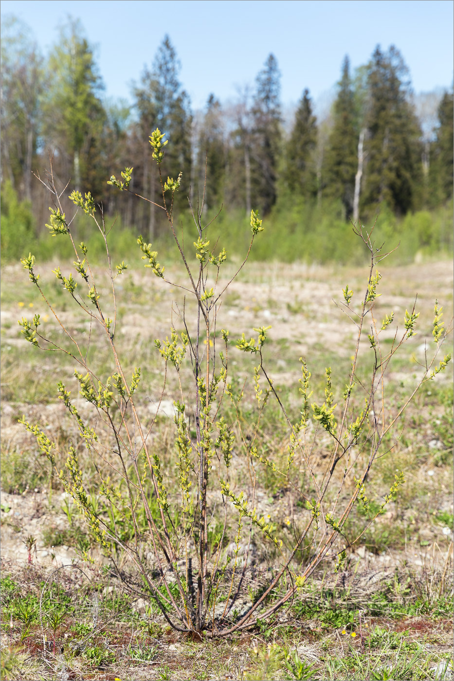 Image of genus Salix specimen.