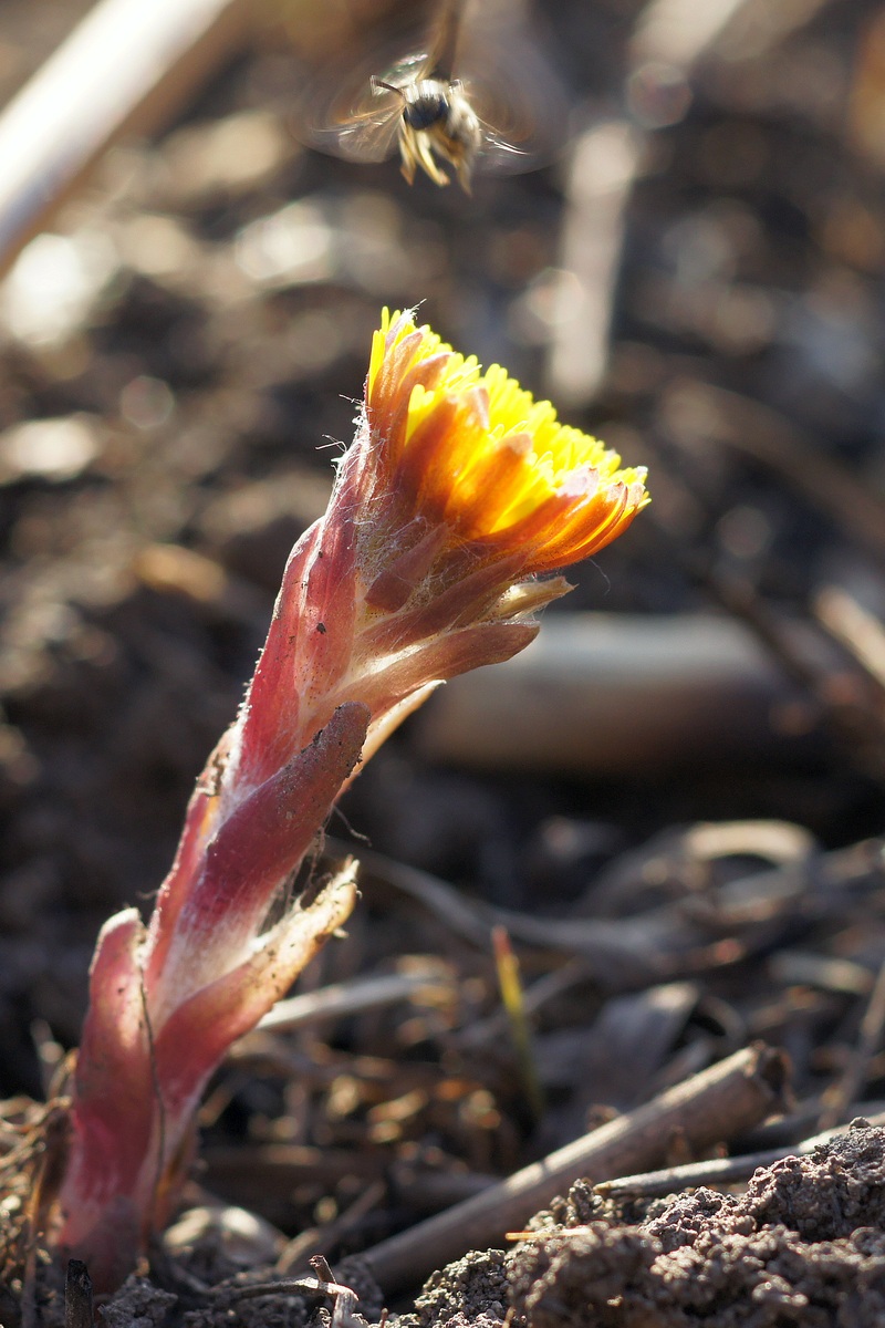 Image of Tussilago farfara specimen.