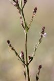 Leptorhabdos parviflora. Верхушка растения с соцветиями. Южный Казахстан, Таласский Алатау, подгорная степь, сай Унгур. 24.07.2010.