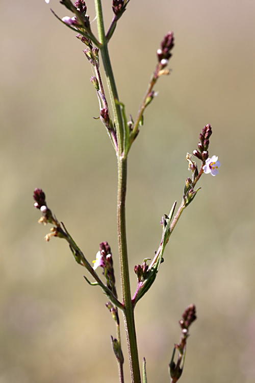 Изображение особи Leptorhabdos parviflora.