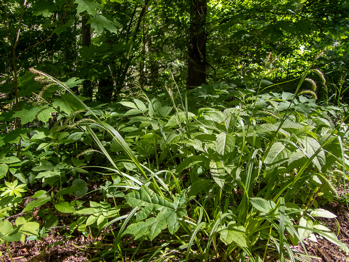 Image of Carex sylvatica specimen.