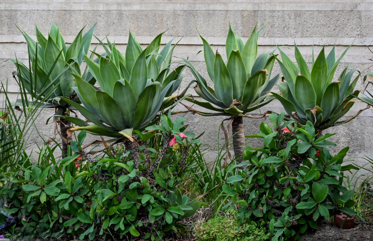 Image of Agave attenuata specimen.