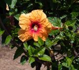 Hibiscus rosa-sinensis. Верхушки веток цветущего растения. Чили, обл. Valparaiso, провинция Isla de Pascua, г. Hanga Roa, сквер. 17.03.2023.