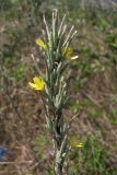 Scariola viminea
