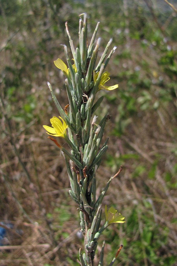 Image of Scariola viminea specimen.