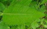 Cirsium heterophyllum