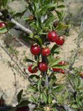 Cerasus tianshanica