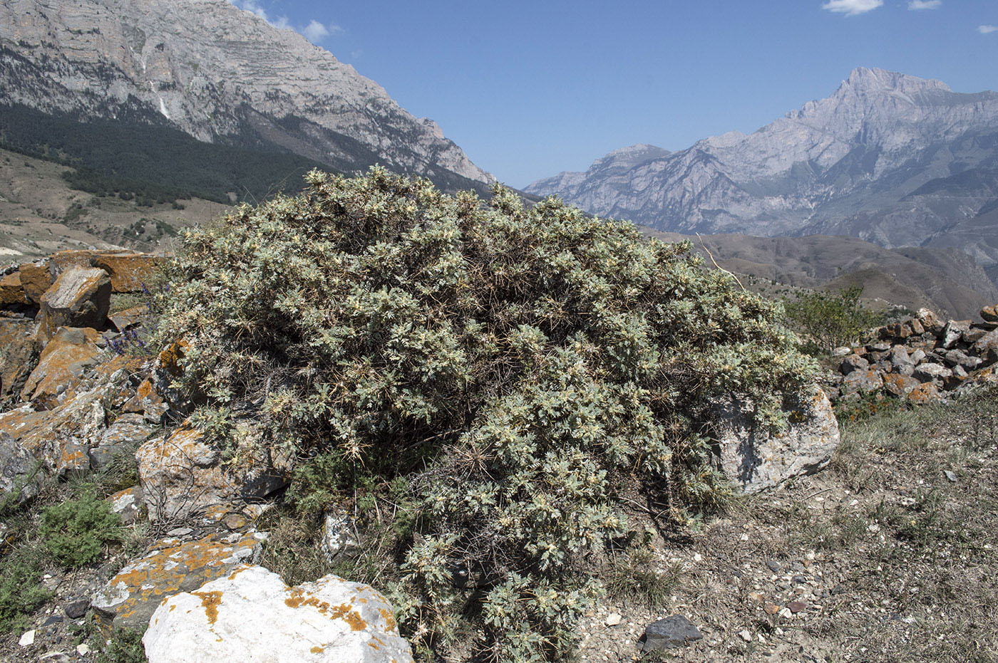 Image of genus Astragalus specimen.