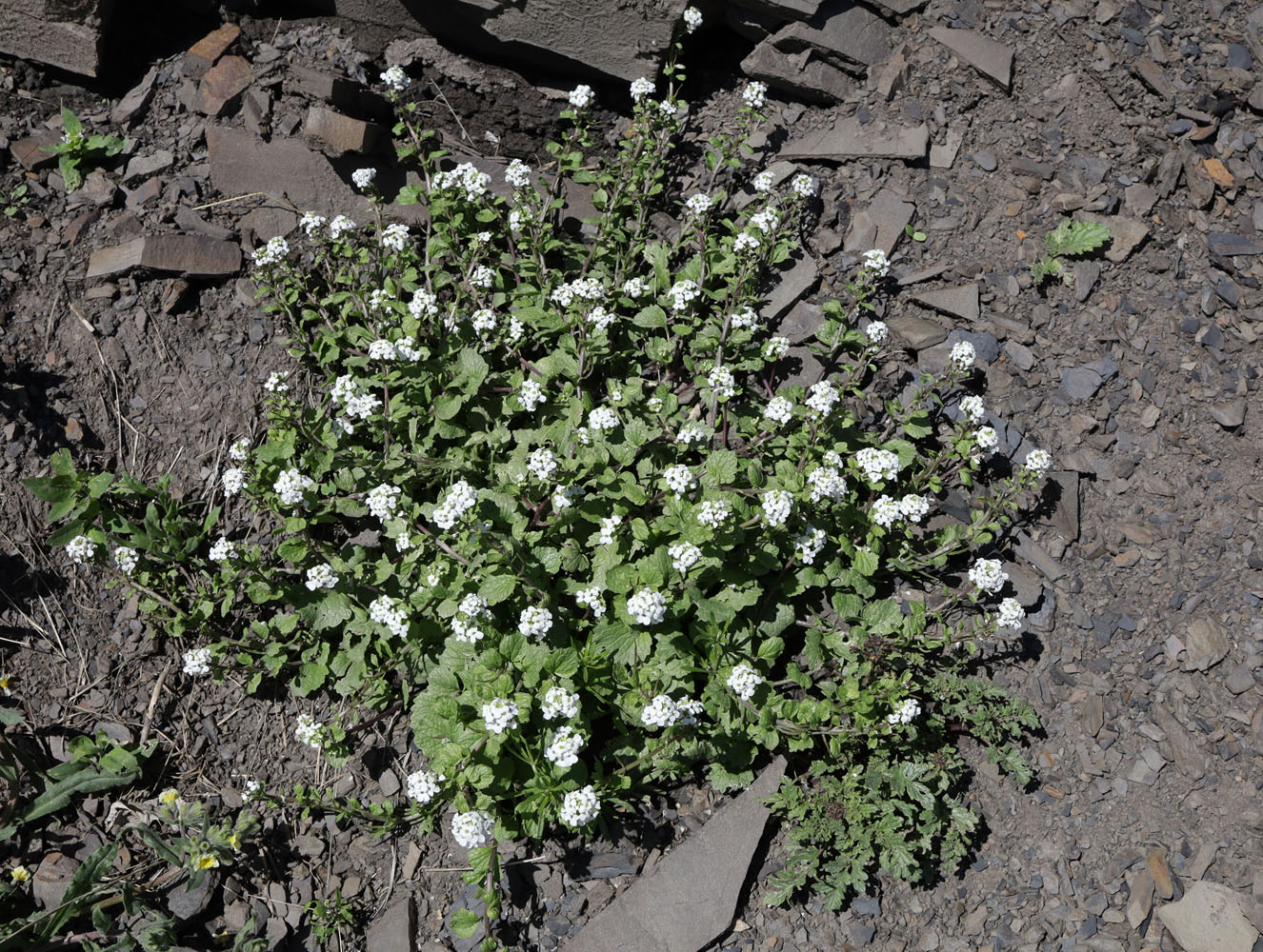 Image of Alliaria taurica specimen.
