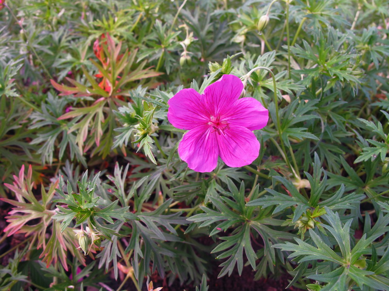 Image of Geranium soboliferum specimen.