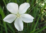 Geranium collinum
