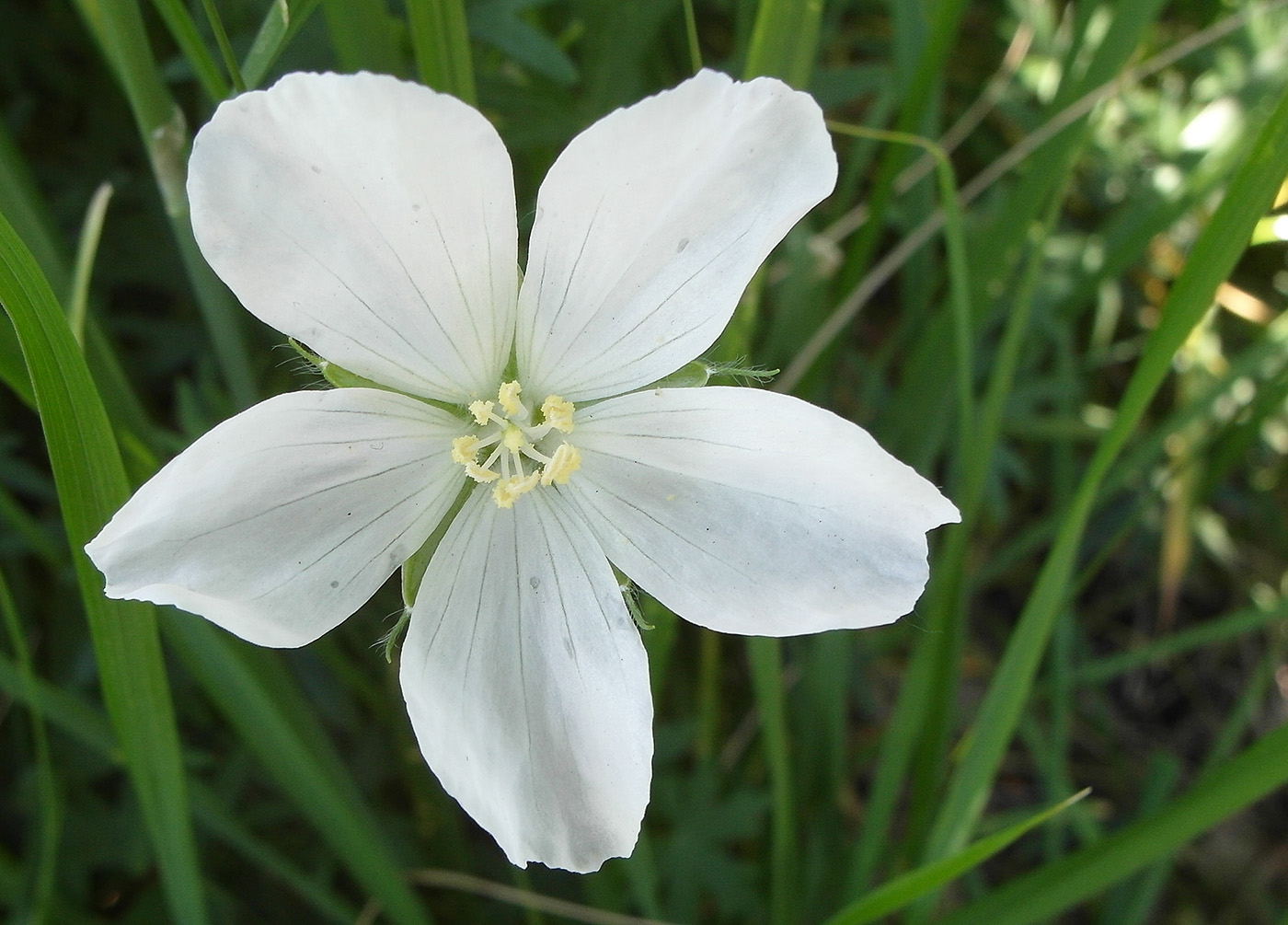 Image of Geranium collinum specimen.