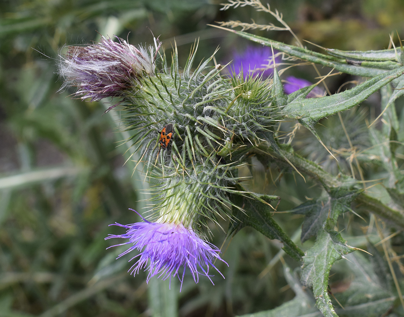 Изображение особи Cirsium vulgare.