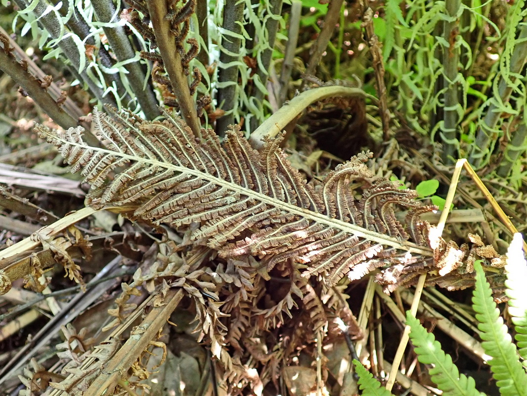 Изображение особи Matteuccia struthiopteris.