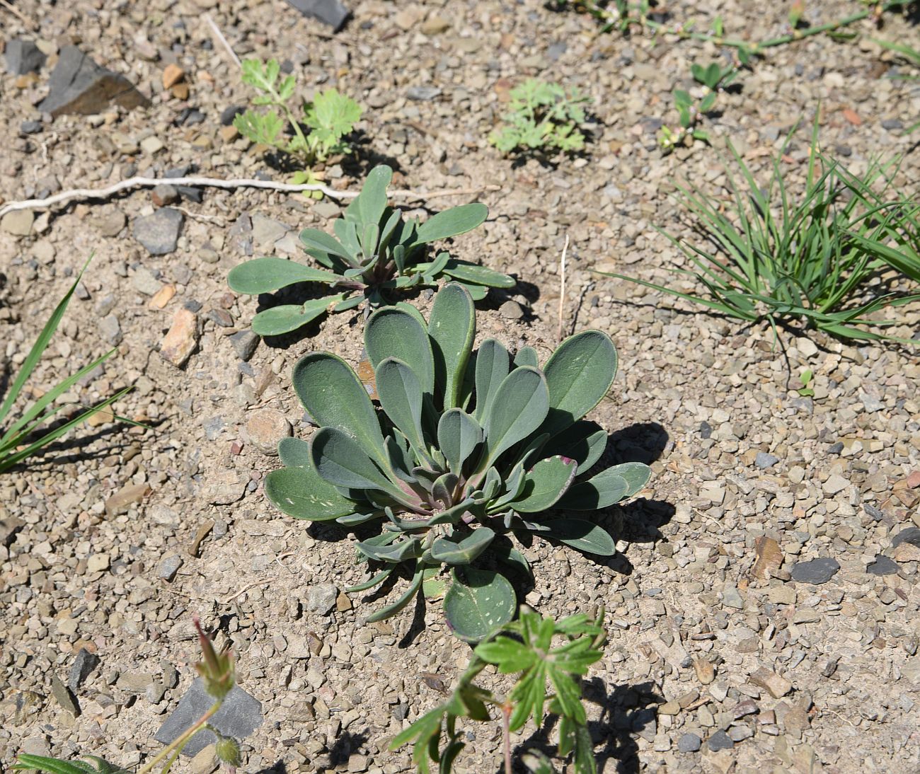 Image of Unknown species specimen.