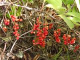 Schisandra chinensis