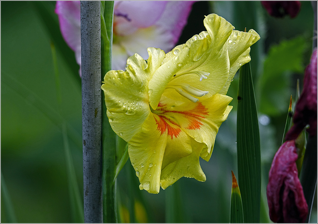 Image of Gladiolus × gandavensis specimen.