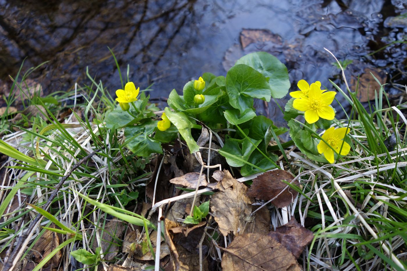 Изображение особи Caltha palustris.