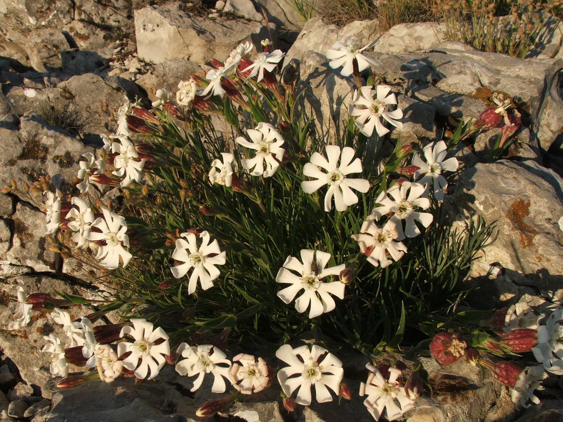Image of Silene jailensis specimen.